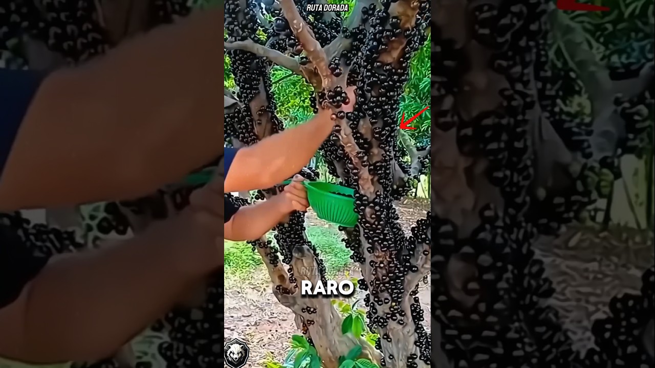 fruta de color marron por fuera y naranja por dentro