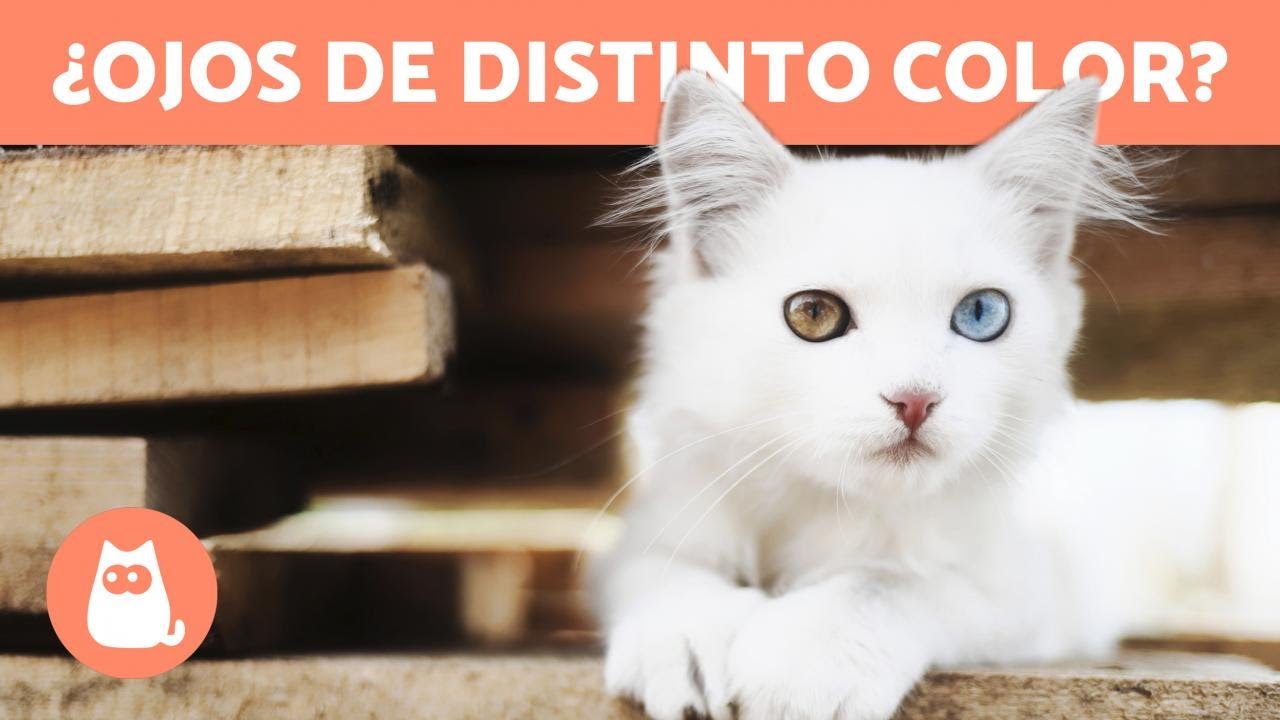 gato blanco con ojos de diferente color