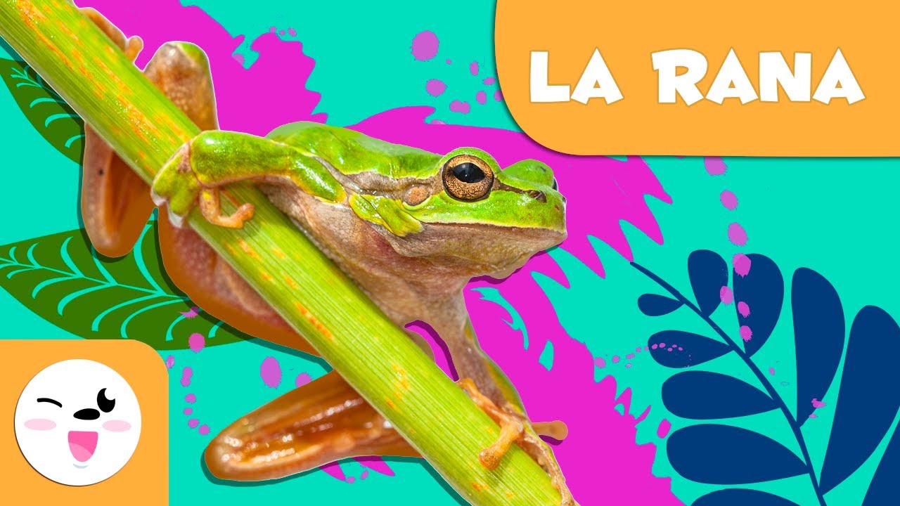 las ranas son vertebrados o invertebrados