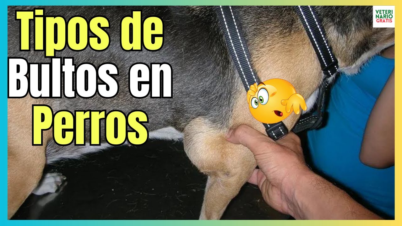 mi perro tiene una bolita en la cabeza