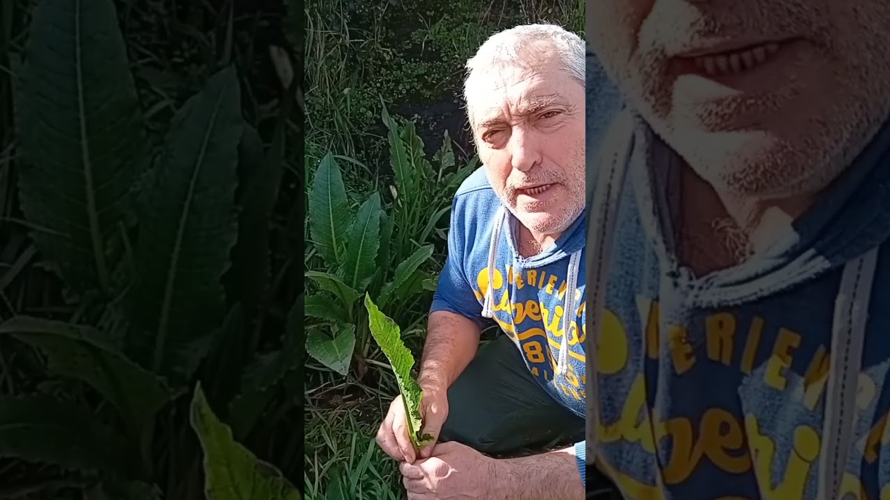 nombre científico de lengua de vaca