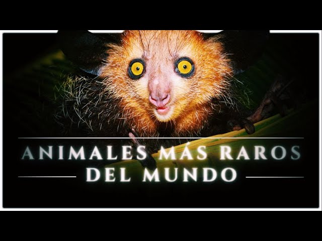 nombres de animales exoticos del mundo