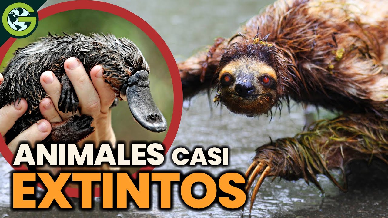 por qué los animales se extinguen