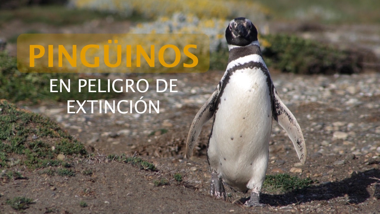 porque el pingüino está en peligro de extinción