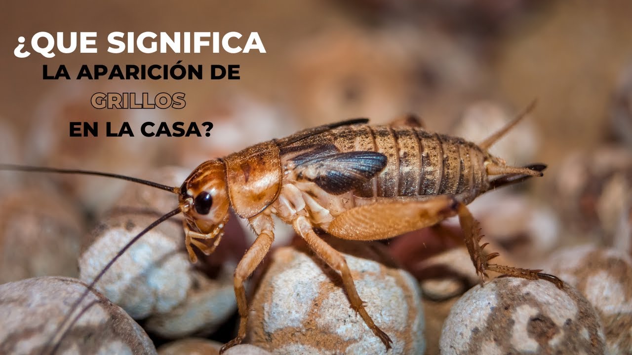 porque hay tanto grillo en mi casa