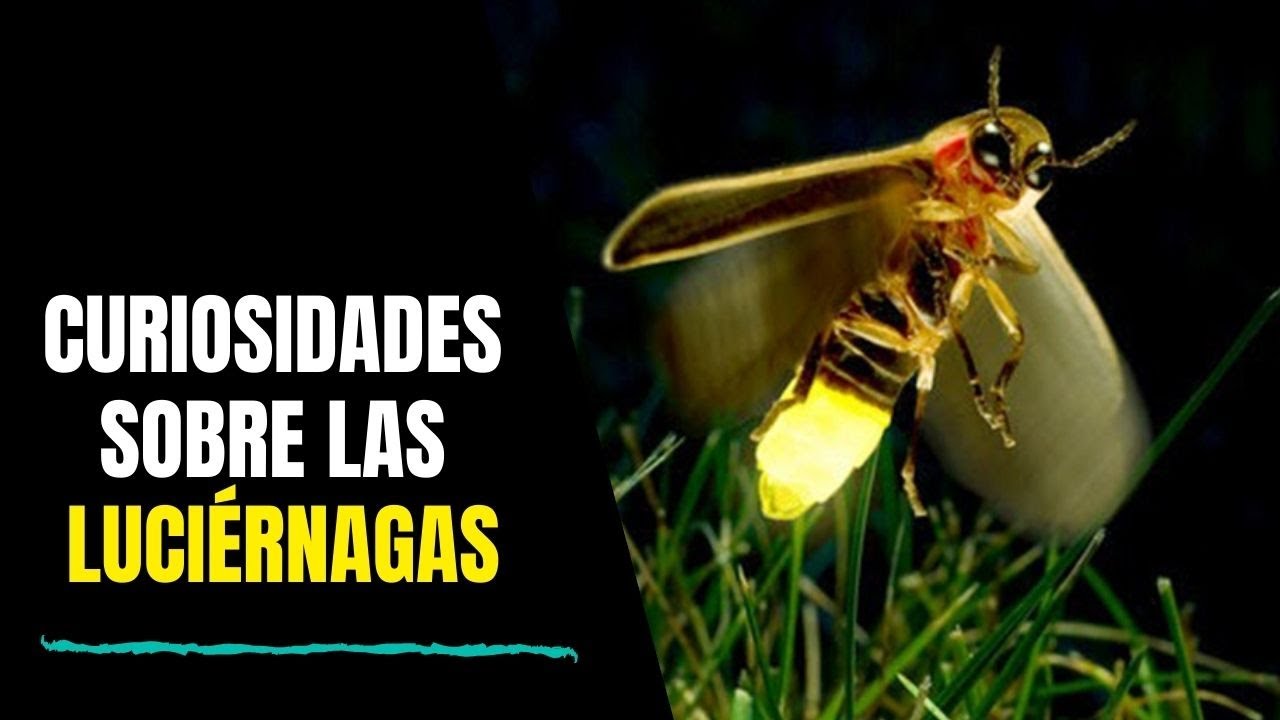 porque las luciernagas tienen luz leyenda