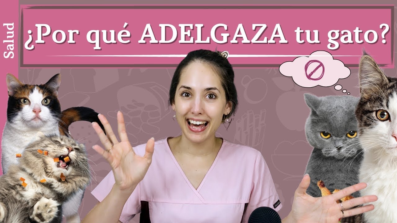 porque mi gato esta tan flaco