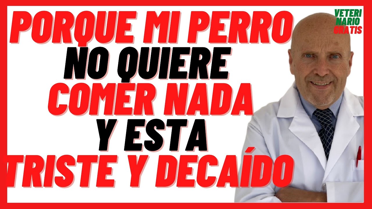 porque mi perro no come y esta triste