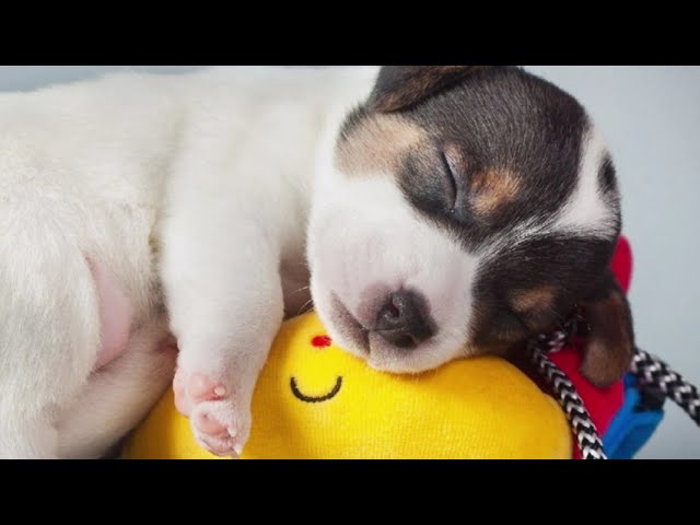 porque mi perro ya no quiere dormir conmigo