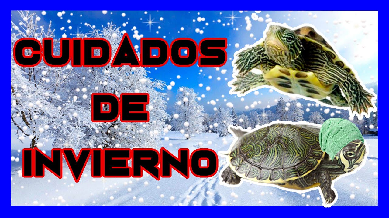 porque mi tortuga no come en invierno