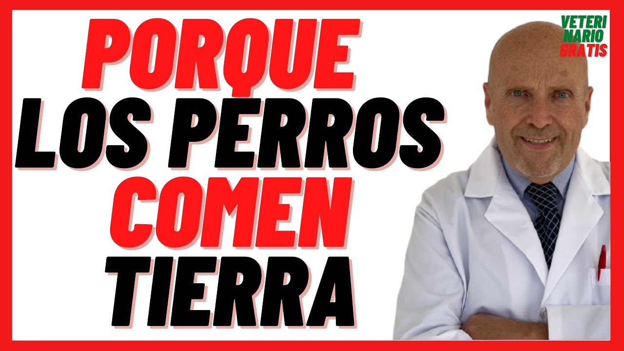 que pasa si mi perro come piedras