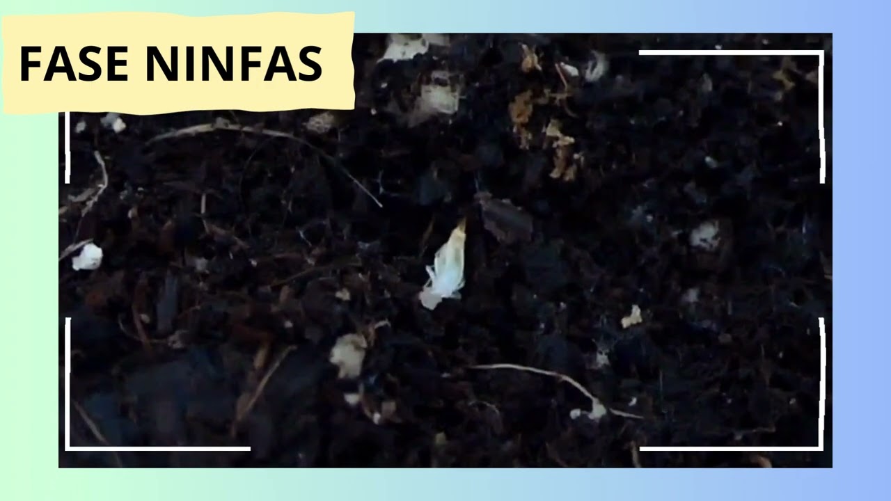 tiempo de vida de un grillo