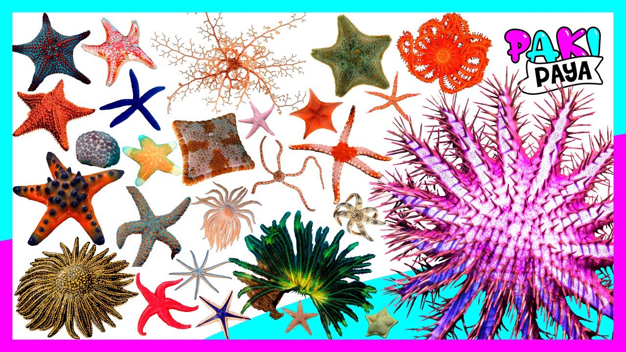 tipos de estrellas de mar redondas