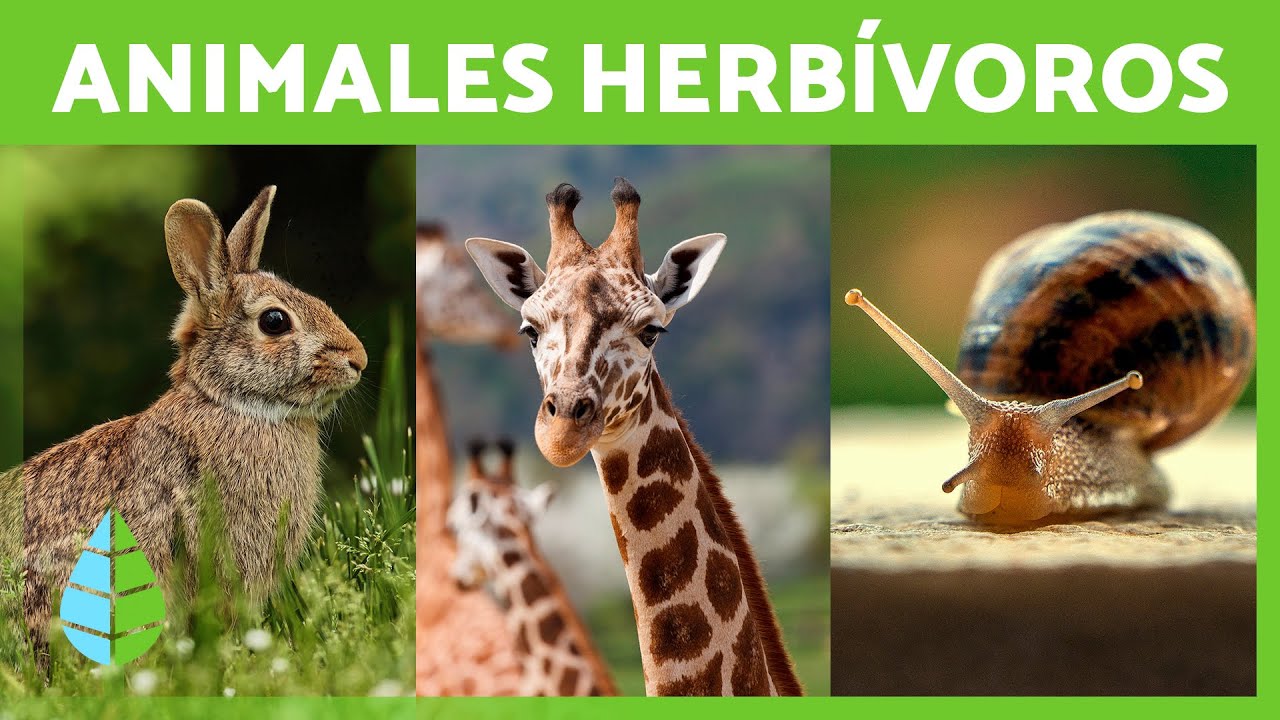 10 animales herbívoros con sus nombres