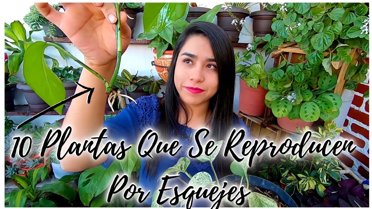 10 plantas que nacen del tallo