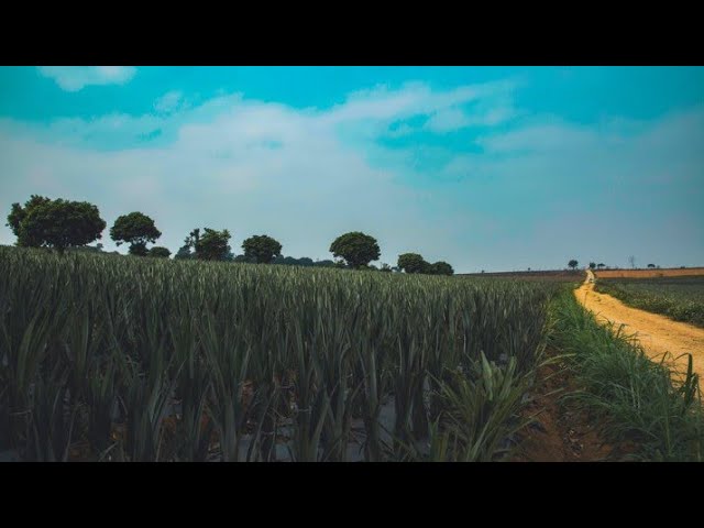 actividades de historia cuarto grado bloque 1