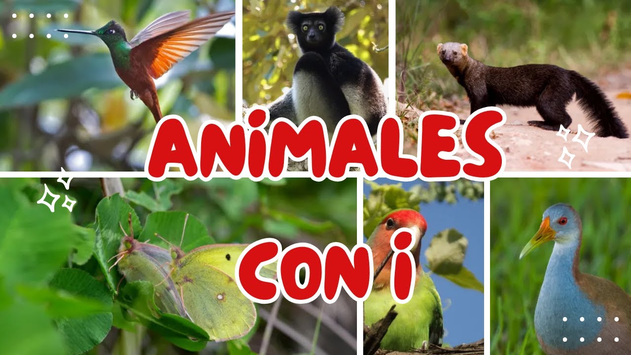 animales que empiecen por la letra i