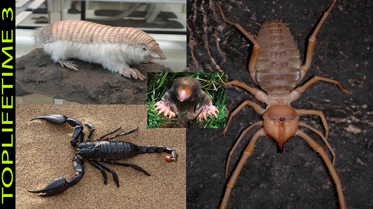 animales que viven en el suelo