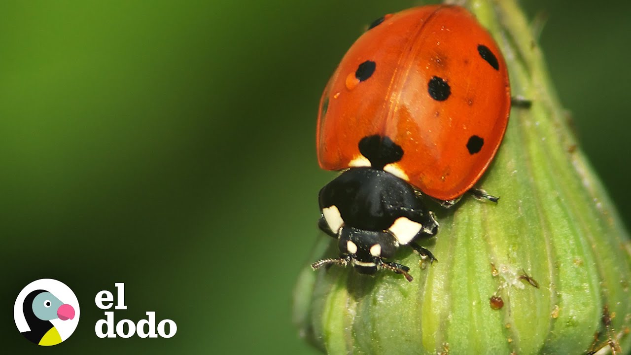 ciclo de la vida de la mariquita