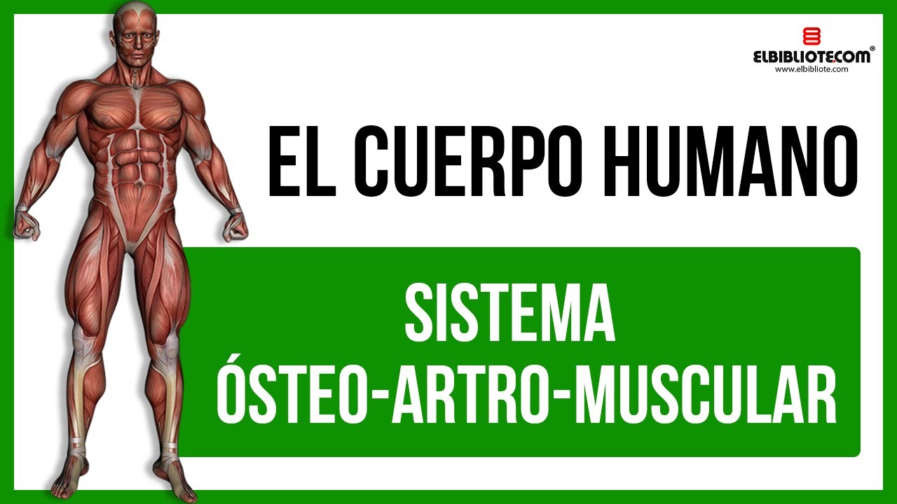 como funciona el sistema osteo artro muscular