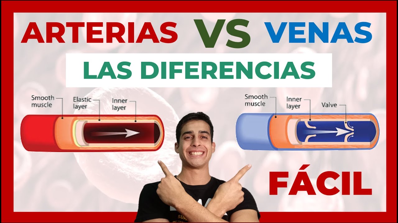 cuadro comparativo de arterias y venas