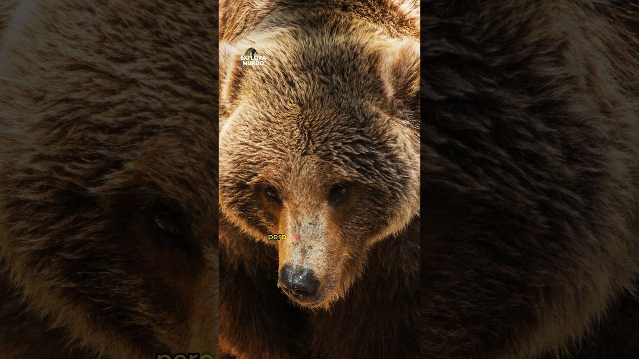 cual es el oso que mas duerme