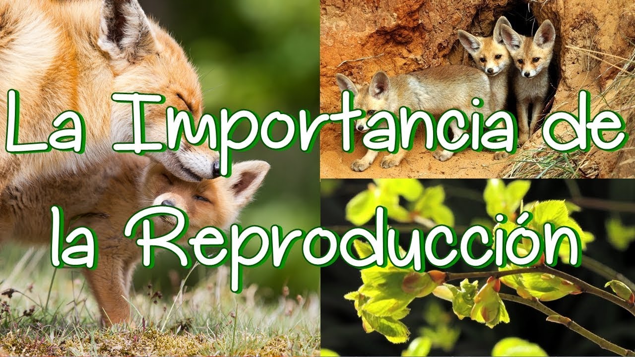 cuál es la finalidad de la reproducción