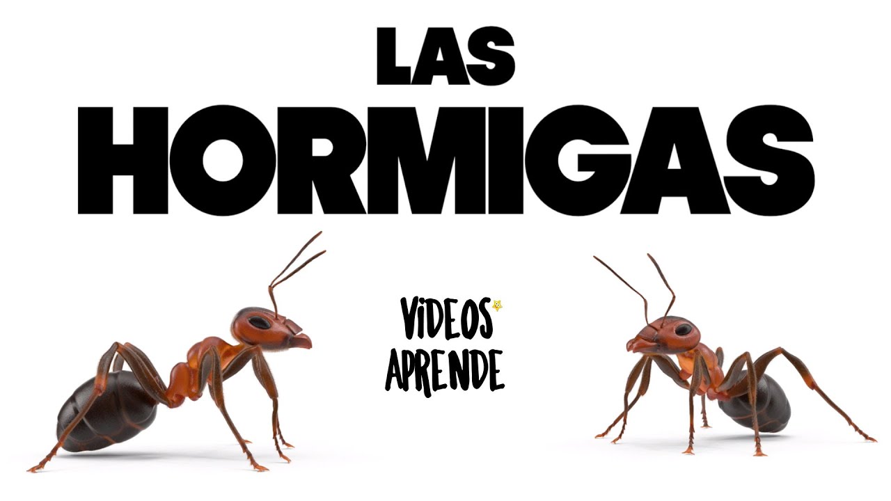cuáles son las características de las hormigas