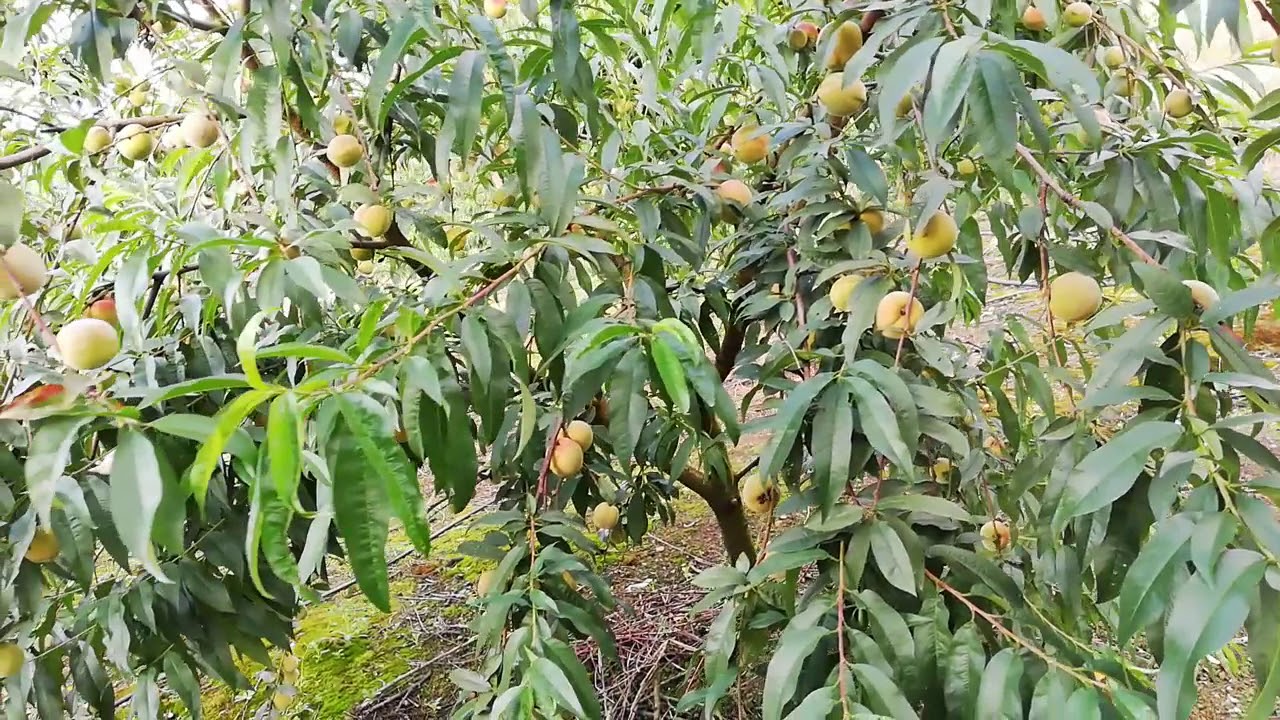 cuanto vive un arbol de durazno