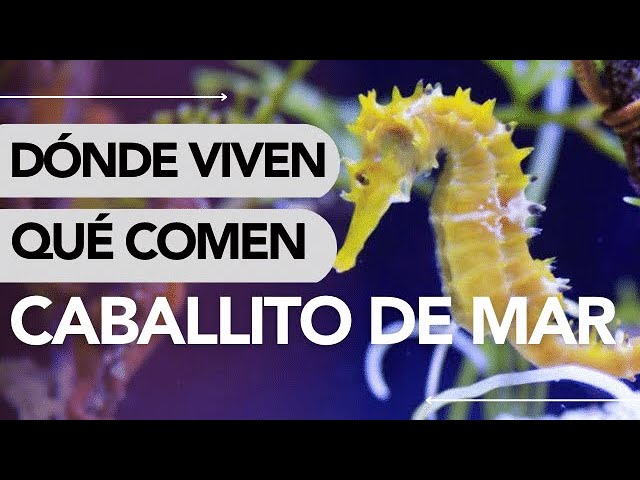 donde habitan los caballitos de mar