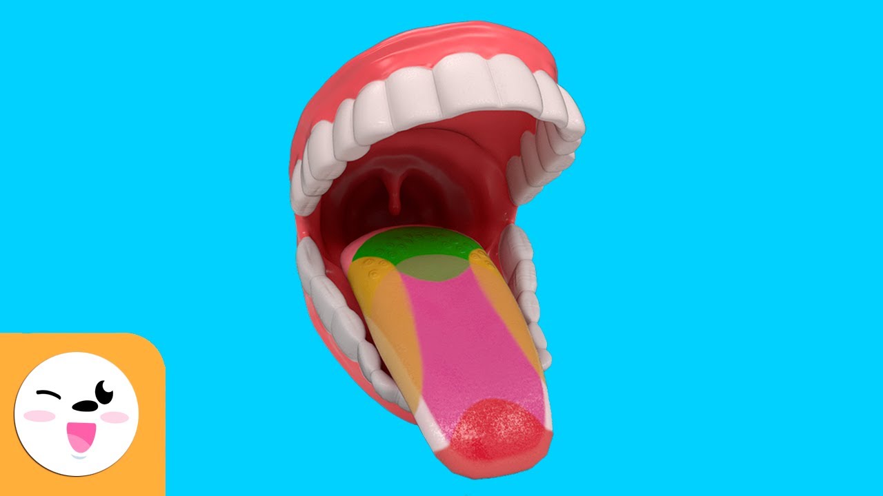 donde se encuentran las papilas gustativas