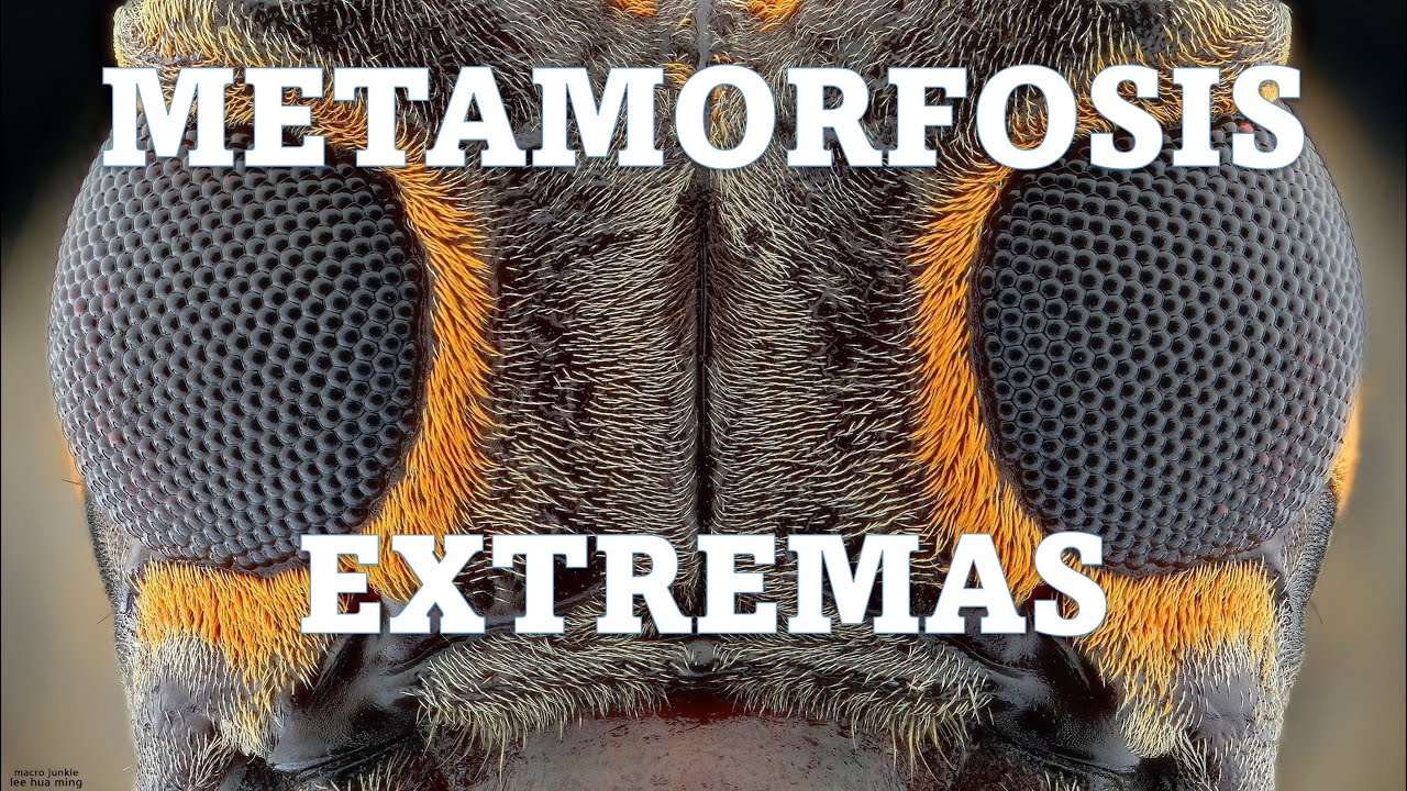 en que consiste la metamorfosis de los insectos