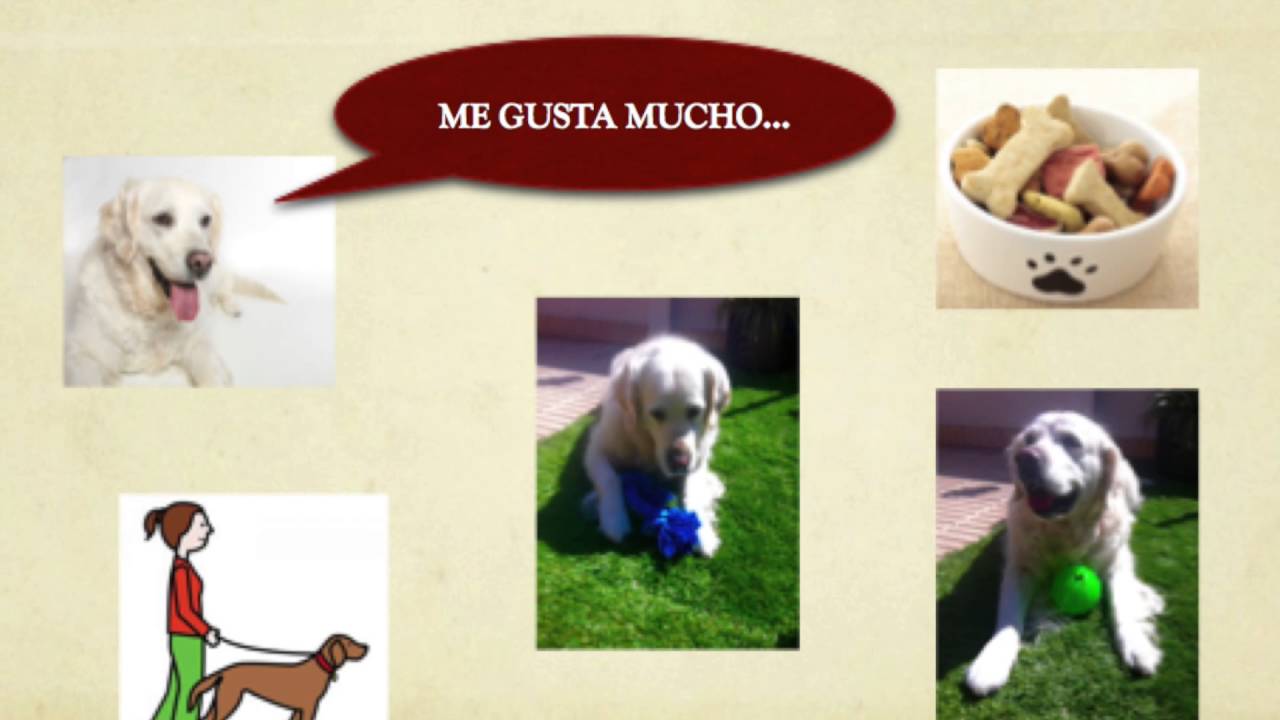 familia de palabras lexicas de perro