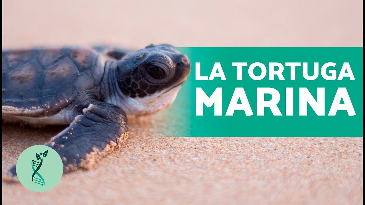 forma de reproducción de las tortugas