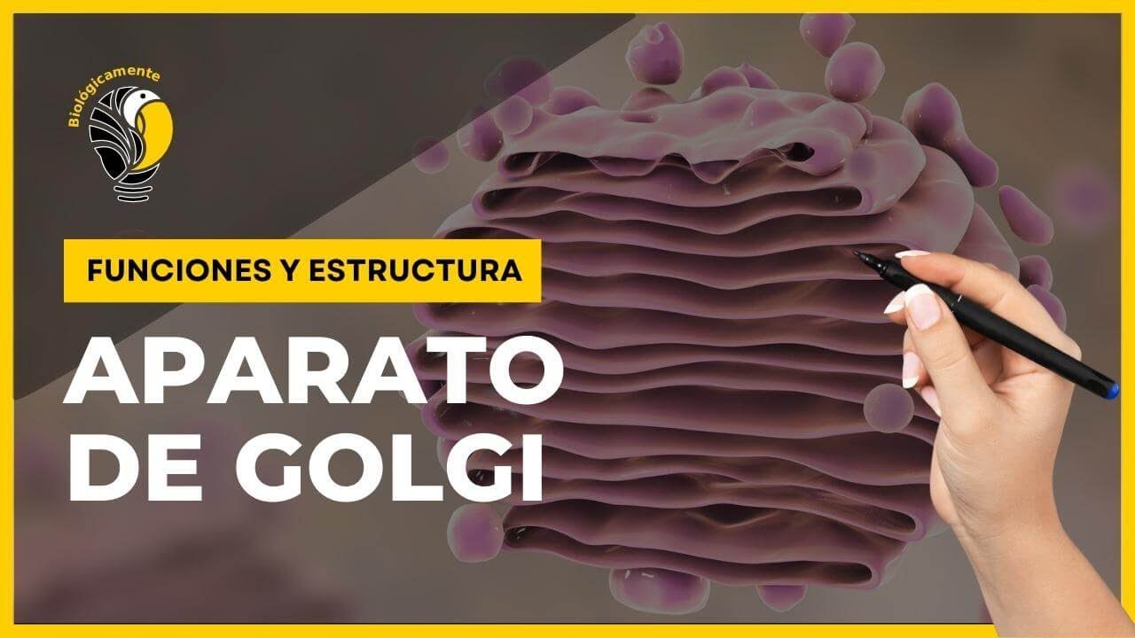 funcion del aparato de golgi en la neurona