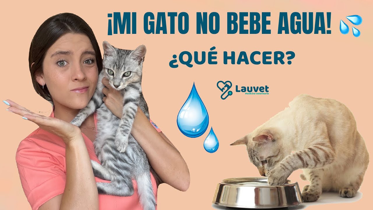 mi gato no bebe ni come