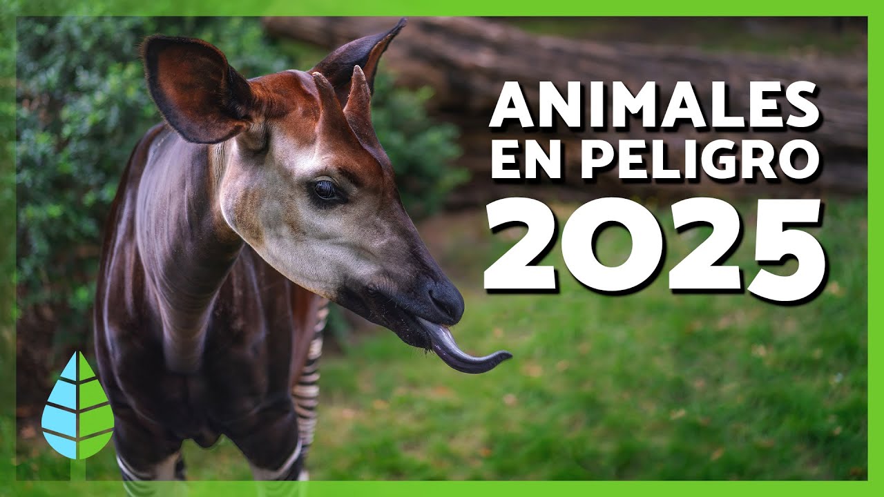 nombres de animales en peligro de extincion de la selva