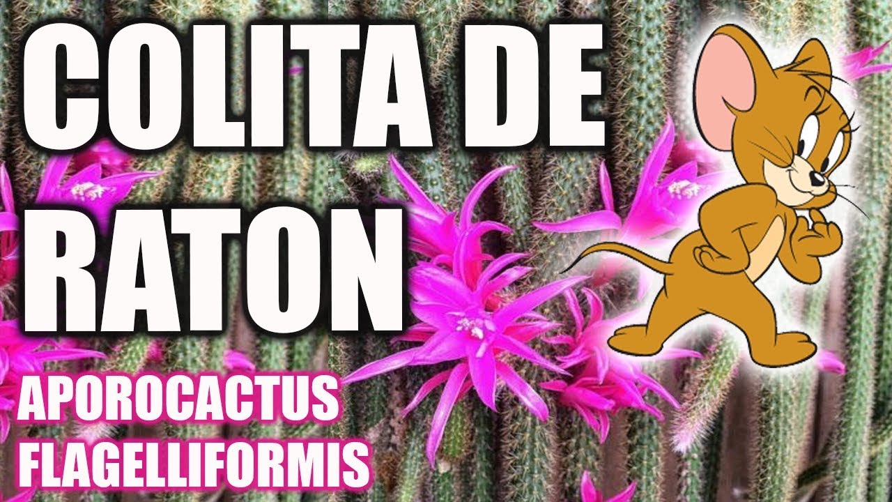 para qué sirve la cola de ratón