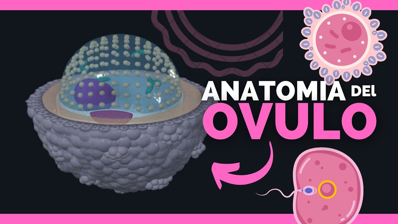 partes del óvulo y sus funciones