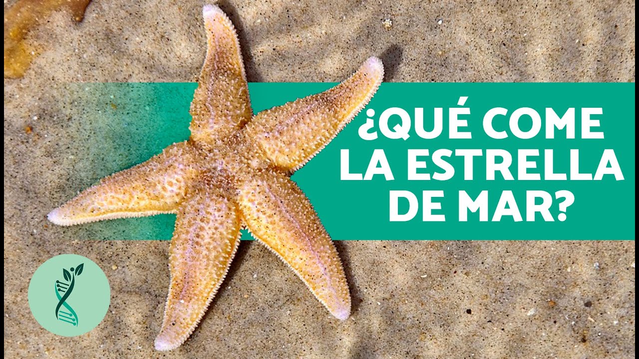 peso de la estrella de mar