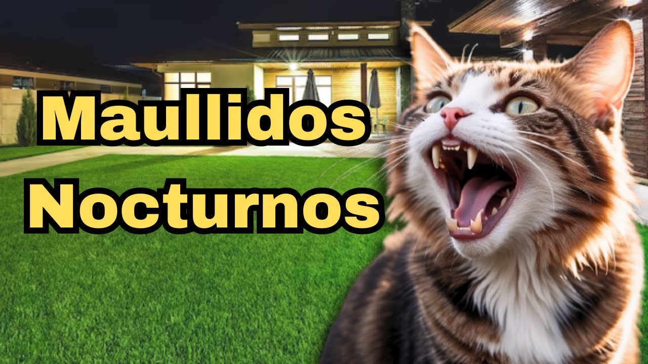 porque los gatos lloran como niños