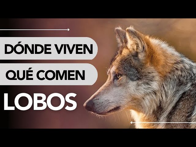 que animal se come al lobo