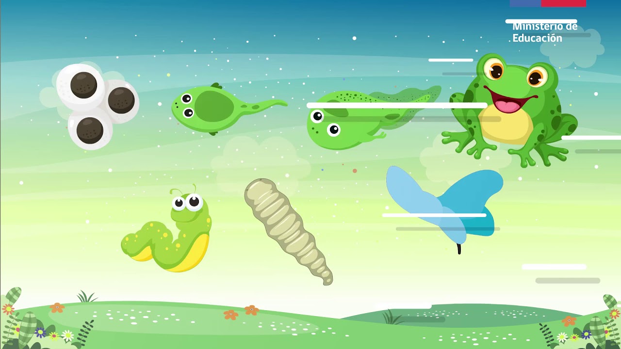 que es el ciclo de la vida de los animales