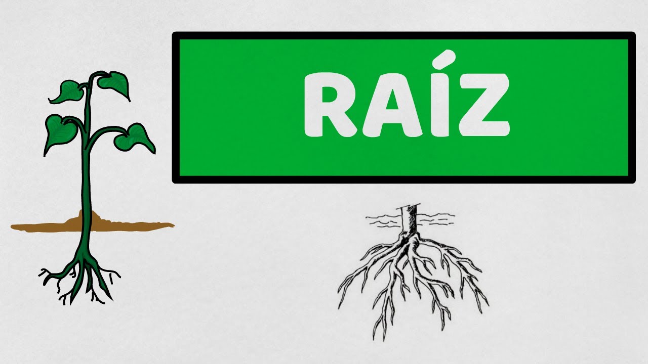 que hace la raiz de una planta