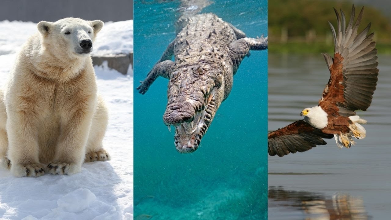 que son los animales terrestres acuaticos y aereos