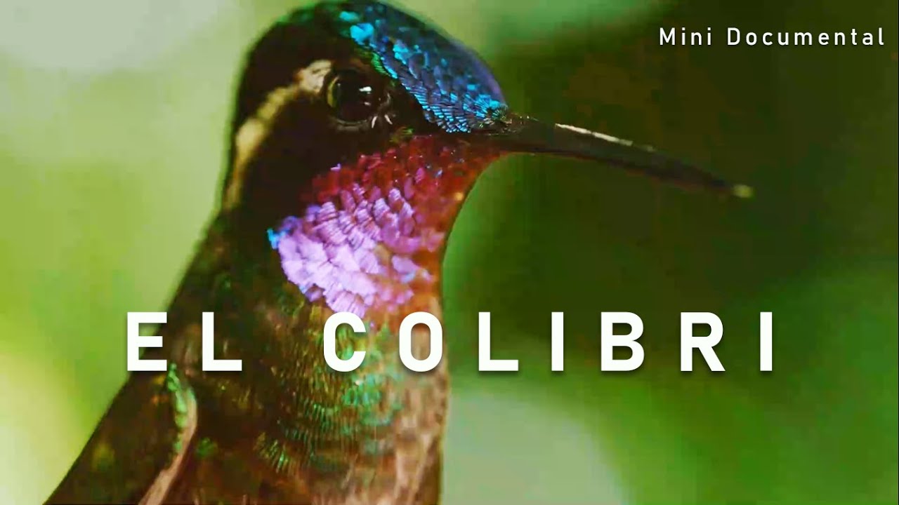 que tipo de animal es el colibri