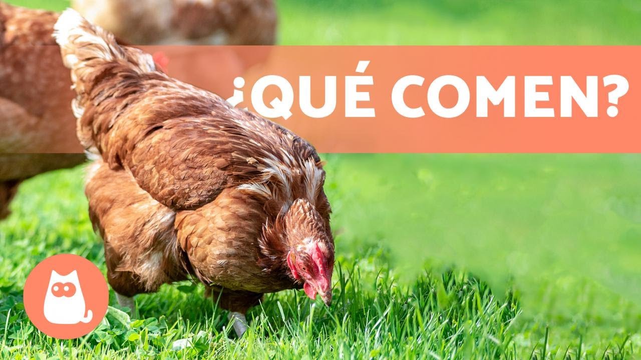 que tipo de animal es la gallina segun su alimentacion