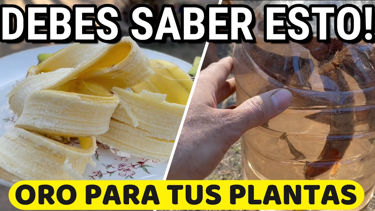 te de platano para las plantas