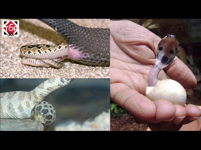 tipo de fecundacion de las serpientes