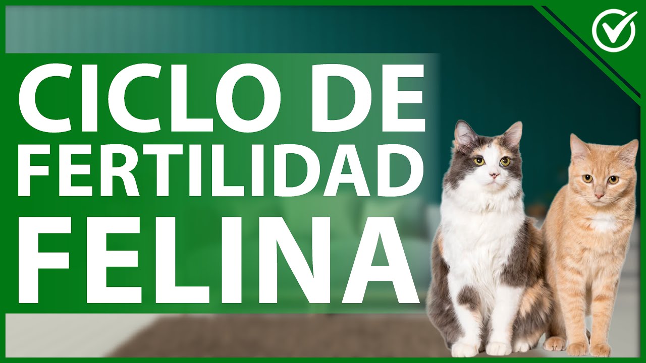 tipo de reproduccion de los gatos